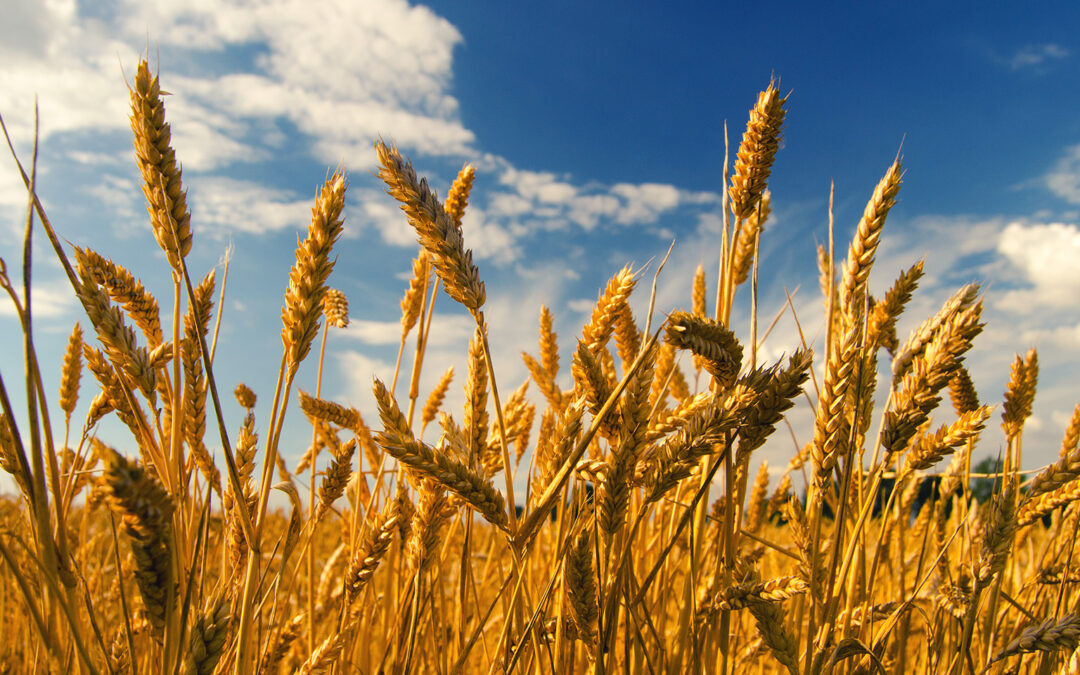 The $1M Decision: Millborn Stays with SalesPad and Dynamics GP